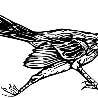 BIRD046 Thumbnail