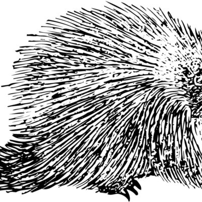 PORC002 Thumbnail