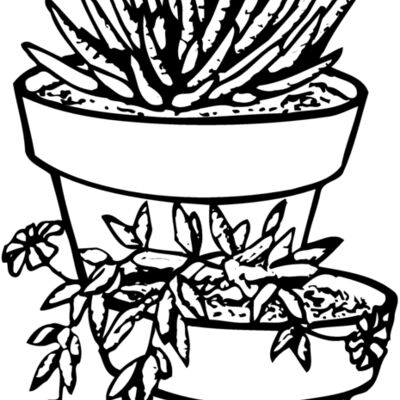 CACTUS14 Thumbnail